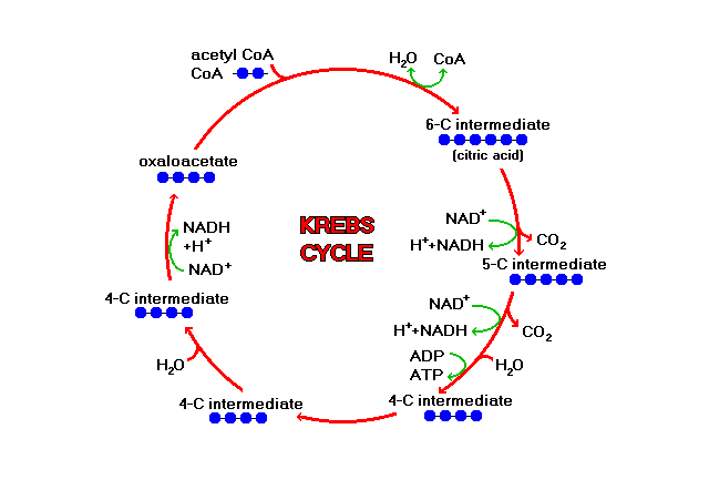 krebs2.gif